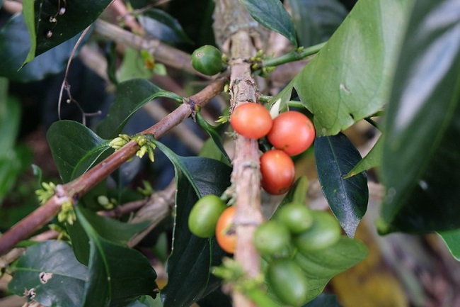 giong-arabica-colombia