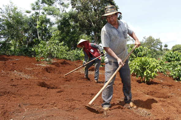 Cải tạo đất trồng cà phê