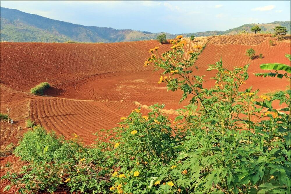 Đất đỏ Bazan lý tưởng để trồng cà phê Vối