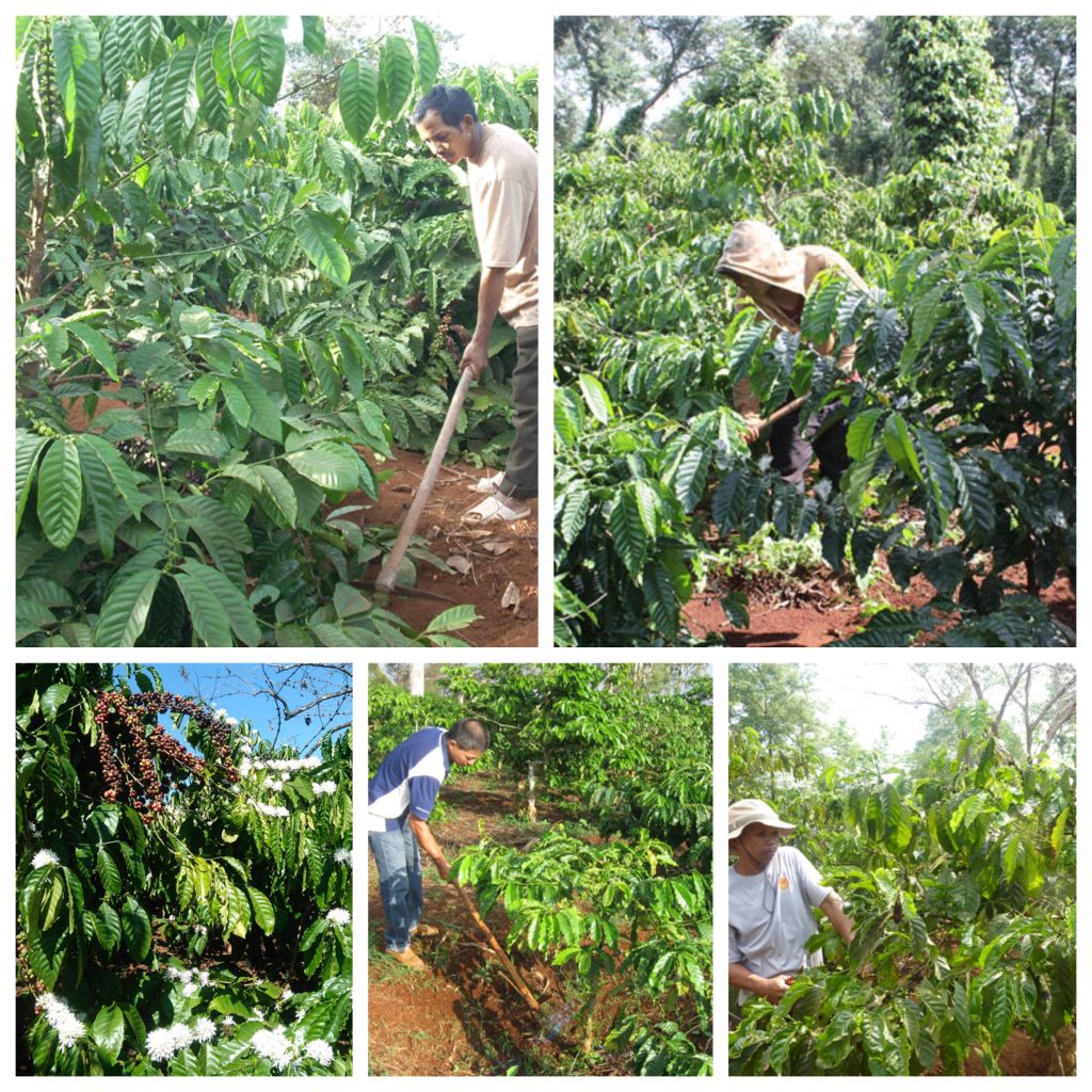 trồng cà phê bao lâu thì thu hoạch