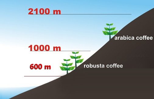độ cao thích hợp trồng cà phê robusta là từ 500-600m