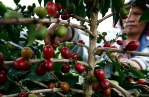 Cà phê Moka là gì? Tại sao gọi là cafe NỮ HOÀNG | Bonjour Coffee